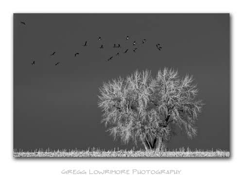 Geese Lighting, Cottonwood Sunset Geese Lighting, Cottonwood Sunset
